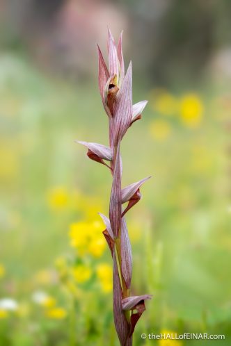 Long-Lipped Tongue Orchid - The Hall of Einar - photograph (c) David Bailey (not the)