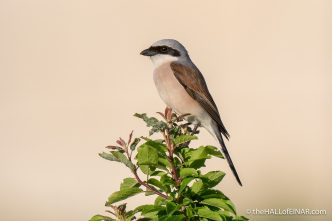 Red-Backed Shrike - The Hall of Einar - photograph (c) David Bailey (not the)
