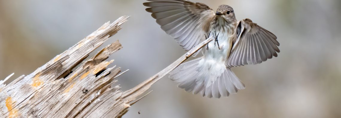 Spotted Flycatcher - The Hall of Einar - photograph (c) David Bailey (not the)