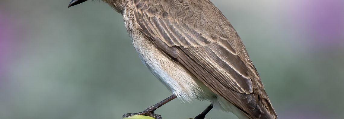 Spotted Flycatcher - The Hall of Einar - photograph (c) David Bailey (not the)