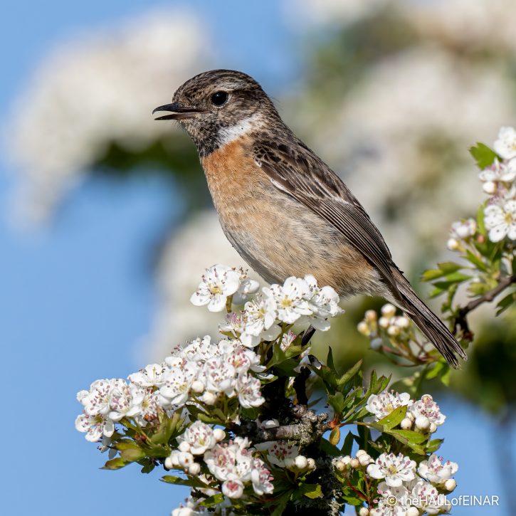 Stonechat - The Hall of Einar - photograph (c) David Bailey (not the)