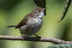Whitethroat - The Hall of Einar - photograph (c) David Bailey (not the)