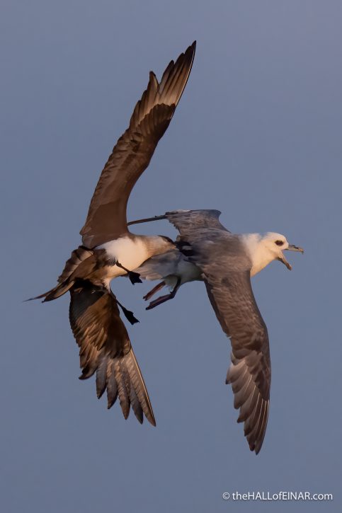 Fulmar and Arctic Skua - The Hall of Einar - photograph (c) David Bailey (not the)