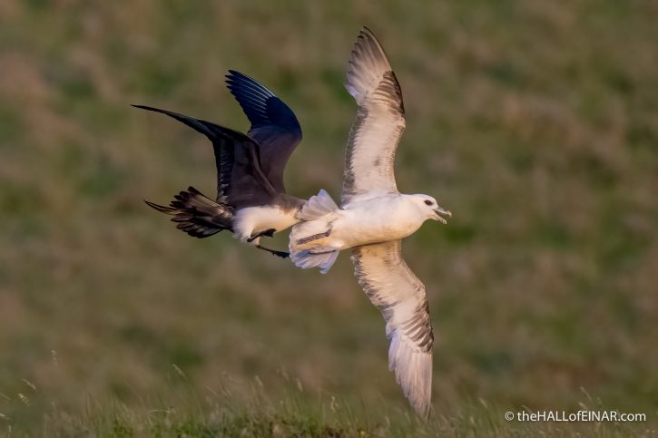 Fulmar and Arctic Skua - The Hall of Einar - photograph (c) David Bailey (not the)