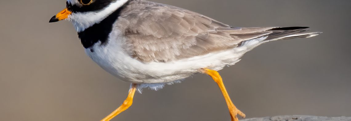 Ringed Plover - The Hall of Einar - photograph (c) David Bailey (not the)