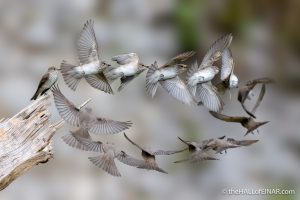 Spotted Flycatcher composite - The Hall of Einar - photograph (c) David Bailey (not the)