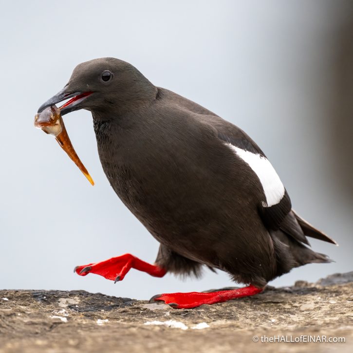Black Guillemot with fish - The Hall of Einar - photograph (c) David Bailey (not the)