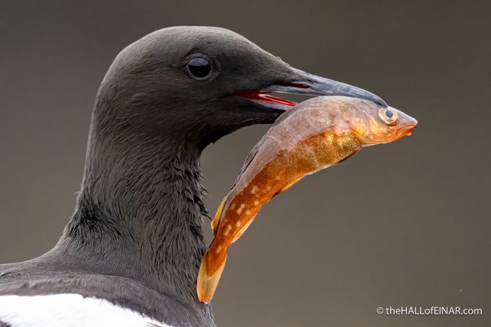 Black Guillemot with fish - The Hall of Einar - photograph (c) David Bailey (not the)