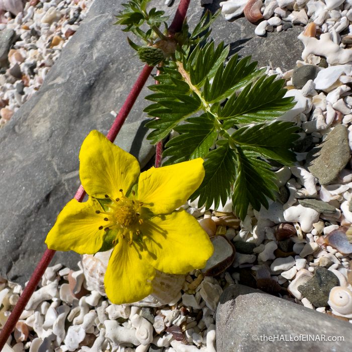 Silverleaf - The Hall of Einar - photograph (c) David Bailey (not the)