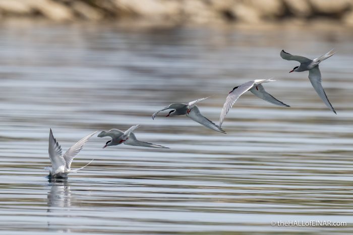 Arctic Tern - The Hall of Einar - photograph (c) David Bailey (not the)