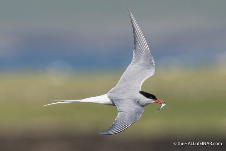 Arctic Tern with fish - The Hall of Einar - photograph (c) David Bailey (not the)