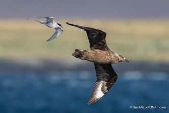 Arctic Tern with Great Skua - The Hall of Einar - photograph (c) David Bailey (not the)