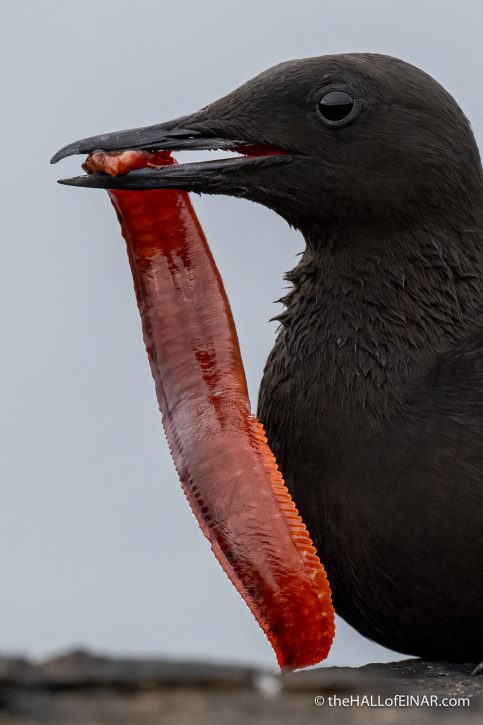 Black Guillemot with fish - The Hall of Einar - photograph (c) David Bailey (not the)