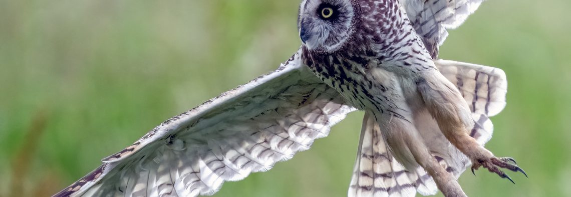 Short Eared Owl - The Hall of Einar - photograph (c) David Bailey (not the)