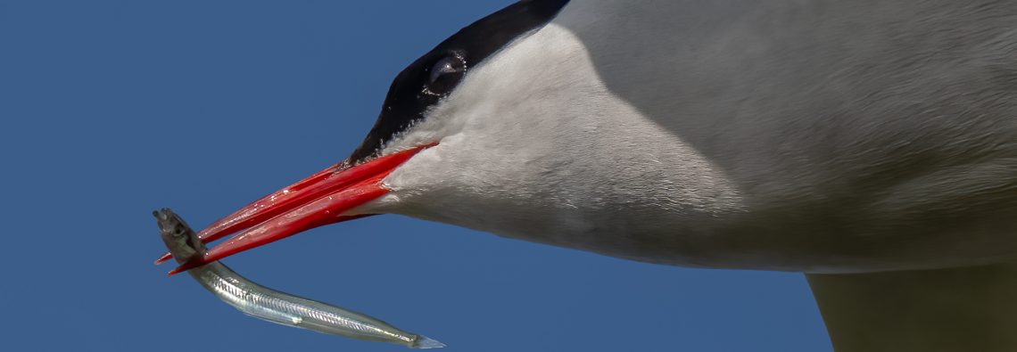 Arctic Tern - The Hall of Einar - photograph (c) David Bailey (not the)