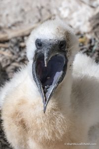 Gannet Chick - The Hall of Einar - photograph (c) David Bailey (not the)