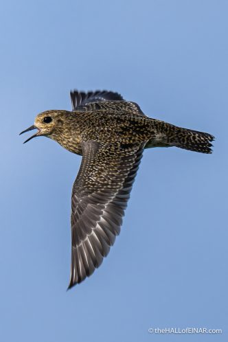 Golden Plover - The Hall of Einar - photograph (c) David Bailey (not the)