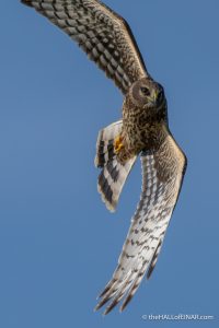 Hen Harrier - The Hall of Einar - photograph (c) David Bailey (not the)