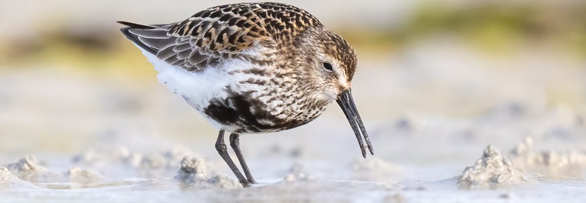 Dunlin - The Hall of Einar - photograph (c) David Bailey (not the)