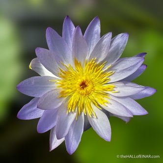 Kew Gardens - The Hall of Einar - photograph (c) David Bailey (not the)
