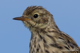 Meadow Pipit - The Hall of Einar - photograph (c) David Bailey (not the)