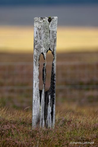 Rotten post - The Hall of Einar - photograph (c) David Bailey (not the)