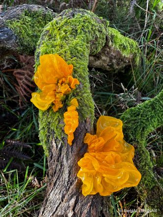 Yellow Brain Fungus - The Hall of Einar - photograph (c) David Bailey (not the)