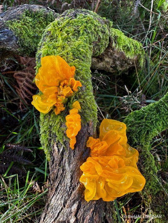 Yellow Brain Fungus - The Hall of Einar - photograph (c) David Bailey (not the)
