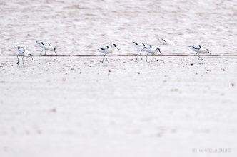 Avocets - The Hall of Einar - photograph (c) David Bailey (not the)