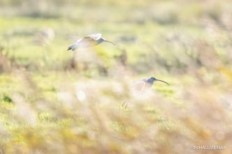 Curlews - The Hall of Einar - photograph (c) David Bailey (not the)