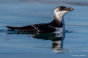 Razorbill - The Hall of Einar - photograph (c) David Bailey (not the)