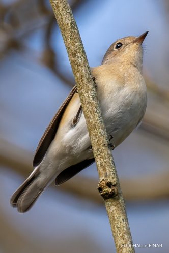 Red Breasted Flycatcher - The Hall of Einar - photograph (c) David Bailey (not the)