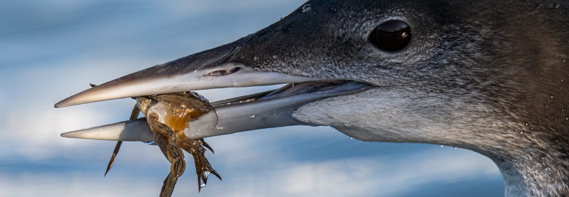 Great Northern Diver - The Hall of Einar - photograph (c) David Bailey (not the)