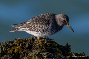 Purple Sandpiper - The Hall of Einar - photograph (c) David Bailey (not the)