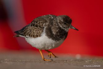 Turnstone - The Hall of Einar - photograph (c) David Bailey (not the)