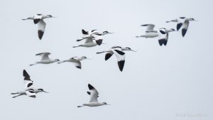 Avocets - the Hall of Einar - photograph (c) David Bailey (not the)