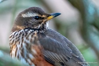 Redwing - the Hall of Einar - photograph (c) David Bailey (not the)