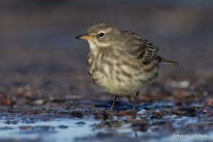 Rock Pipit - The Hall of Einar - photograph (c) David Bailey (not the)