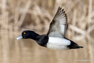 Tufted Duck - the Hall of Einar - photograph (c) David Bailey (not the)
