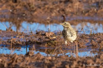 Water Pipit - the Hall of Einar - photograph (c) David Bailey (not the)