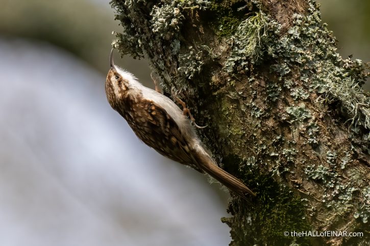 Treecreeper - The Hall of Einar - photograph (c) David Bailey (not the)