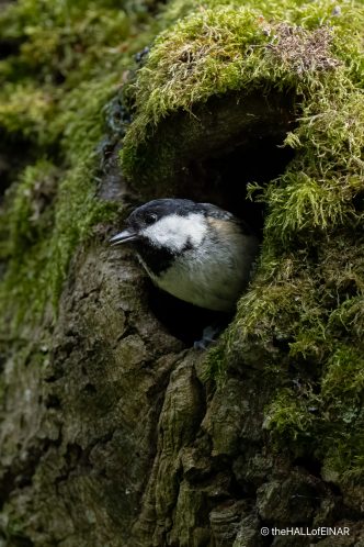 Coal Tit - The Hall of Einar - photograph (c) David Bailey (not the)