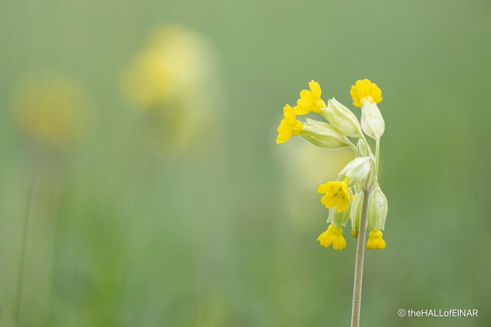 Cowslips - The Hall of Einar - photograph (c) David Bailey (not the)