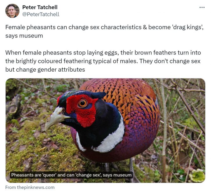 Pheasant - Pink News
