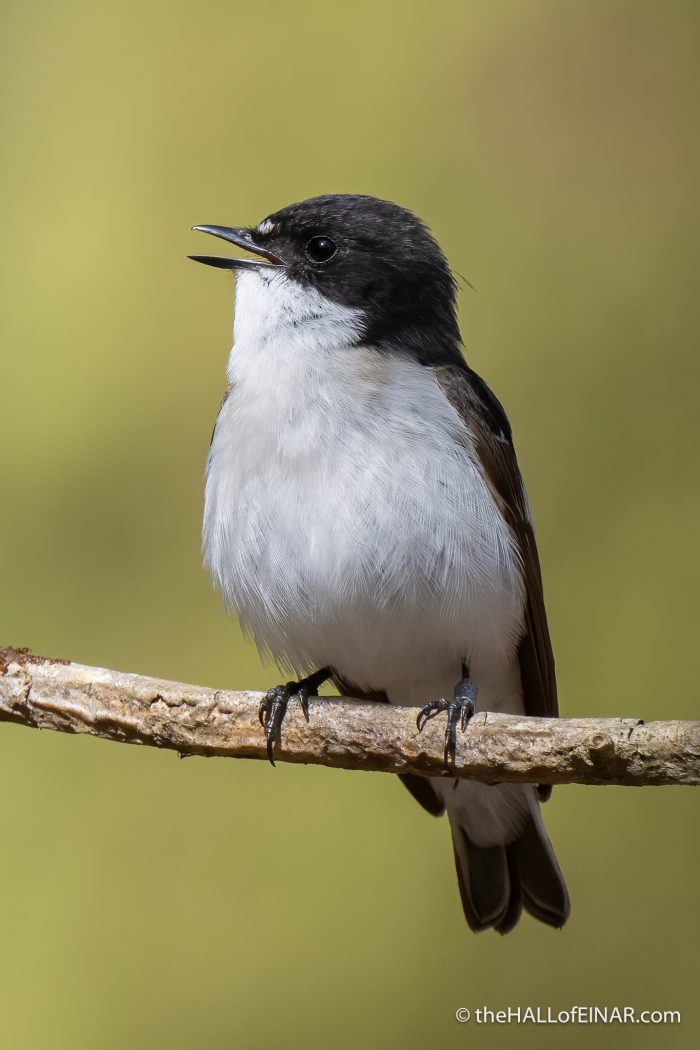 Pied Flycatcher - The Hall of Einar - photograph (c) David Bailey (not the)