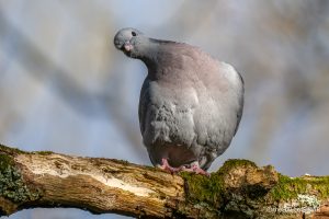 Stock Dove - The Hall of Einar - photograph (c) David Bailey (not the)