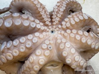 Octopus - Venice - The Hall of Einar - photograph (c) David Bailey (not the)