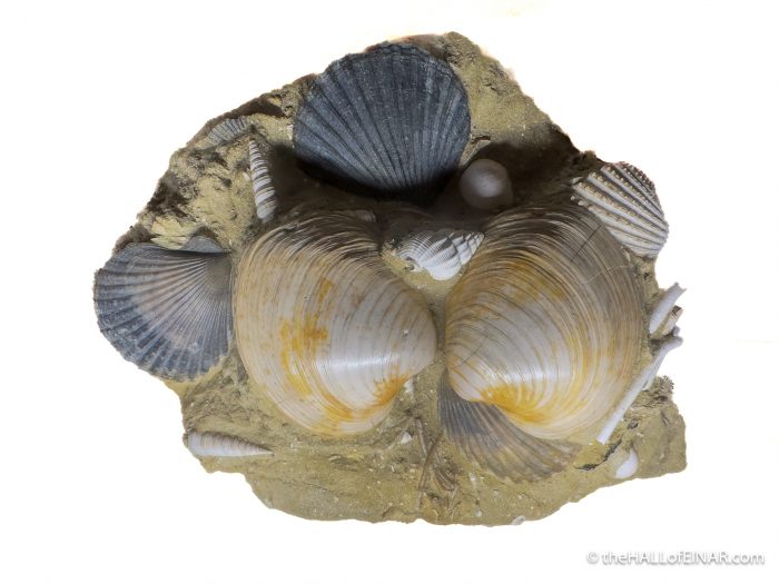 Molluscs - Venice - The Hall of Einar - photograph (c) David Bailey (not the)