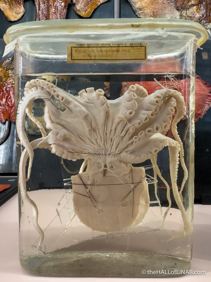 Octopus - Venice - The Hall of Einar - photograph (c) David Bailey (not the)