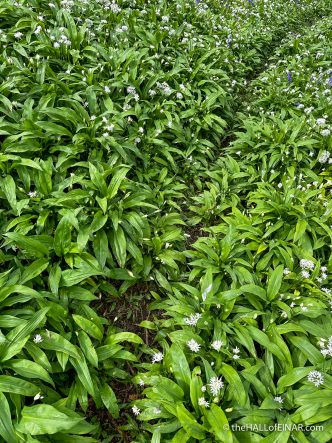 Bear's Garlic - The Hall of Einar - photograph (c) David Bailey (not the)
